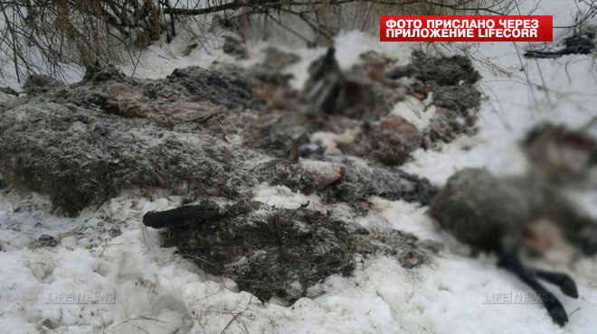 Десятки мёртвых животных найдены на обочине дороги под Москвой Десятки мёртвых животных найдены на обочине дороги под Москвой