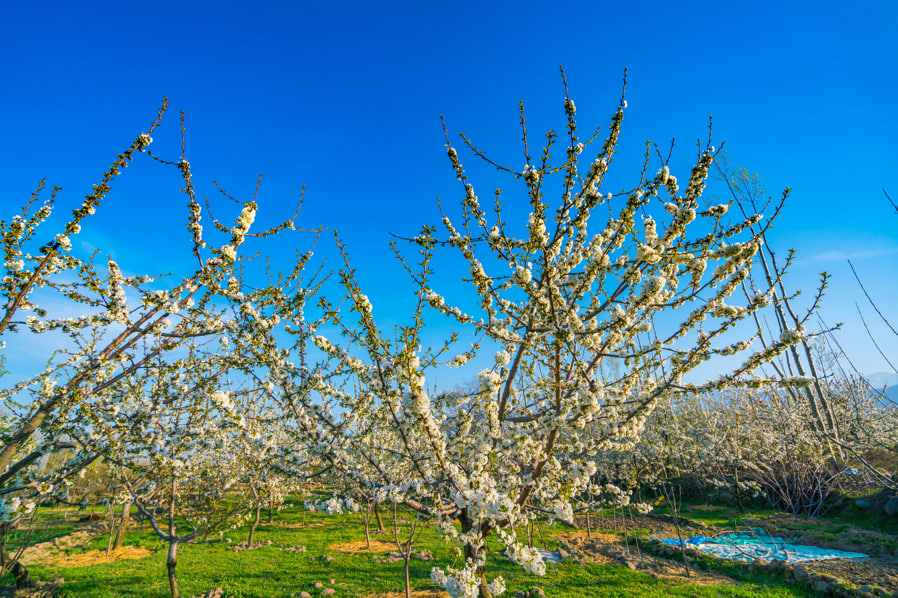 Обрезаю сад весной по правилам Мичурина: урожай собираю ведрами - все соседи спрашивают, в чем секрет Обрезаю сад весной по правилам Мичурина: урожай собираю ведрами - все соседи спрашивают, в чем секрет