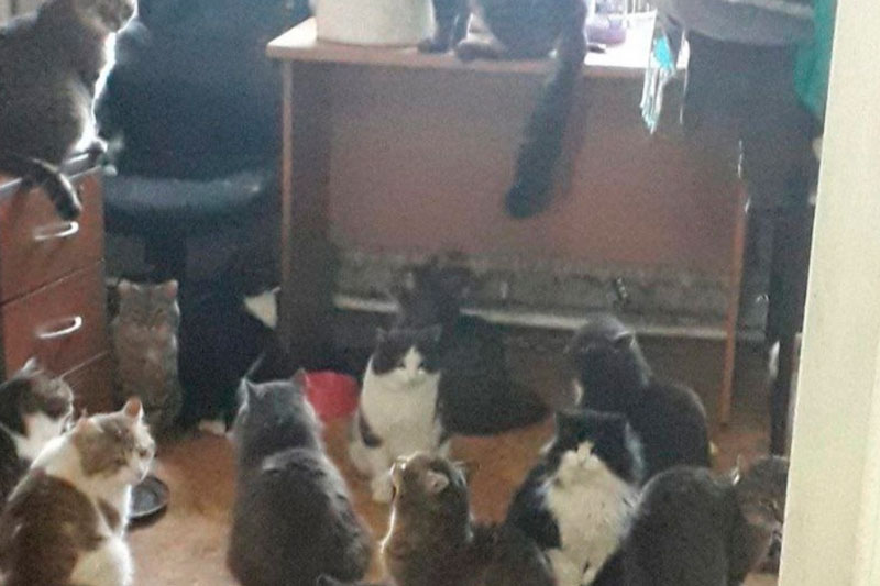 «Все пушистики погибли в огне»: в Уфе за две недели сгорел второй приют | В Уфе за две недели сгорел второй приют для животных, погибли десятки котов «Все пушистики погибли в огне»: в Уфе за две недели сгорел второй приют | В Уфе за две недели сгорел второй приют для животных, погибли десятки котов