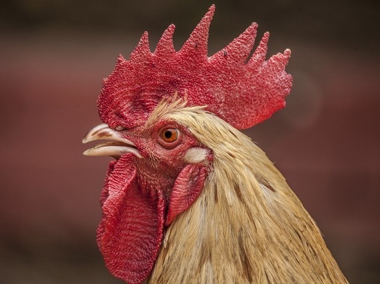 Бойцовый петух в Индии убил хозяина на птичьих боях Бойцовый петух в Индии убил хозяина на птичьих боях