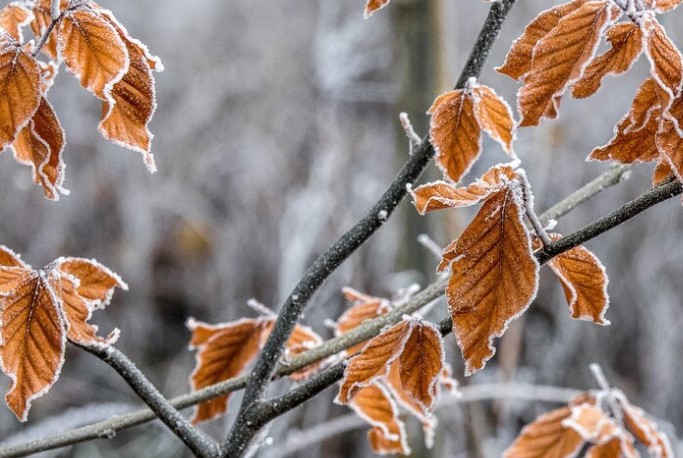 "Прощай, холод": синоптик сообщил о последних заморозках в Москве | Синоптик Леус: последние заморозки прошли в Москве 15 мая "Прощай, холод": синоптик сообщил о последних заморозках в Москве | Синоптик Леус: последние заморозки прошли в Москве 15 мая