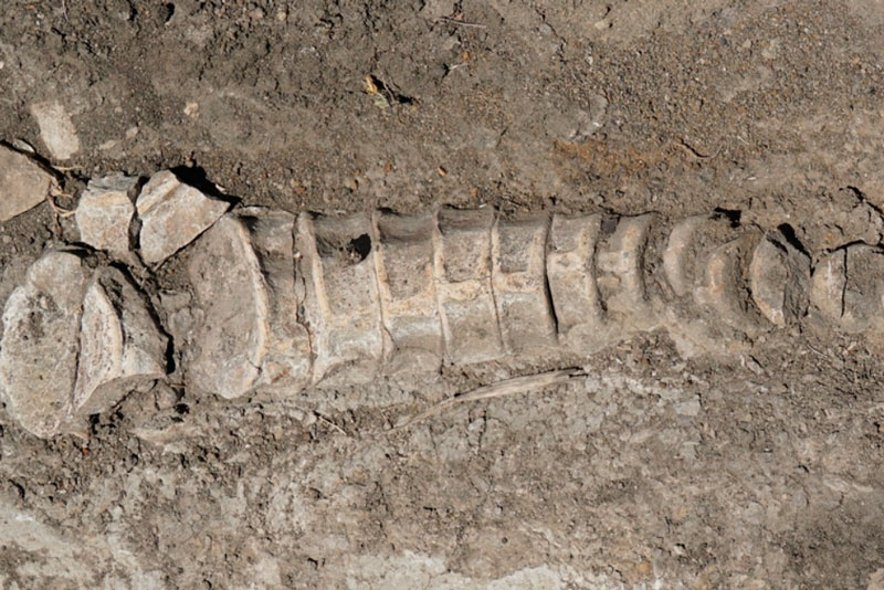 Удивительное открытие: тракторист из Самарской области нашел кости древнего ихтиозавра! | Археологическое сенсация: обнаруженный ихтиозавр в Самарской области представляет уникальную находку Удивительное открытие: тракторист из Самарской области нашел кости древнего ихтиозавра! | Археологическое сенсация: обнаруженный ихтиозавр в Самарской области представляет уникальную находку