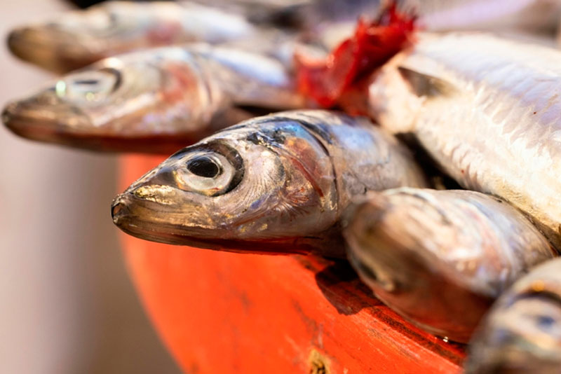 Мойва бьет рекорды: в России рыба подорожала втрое | Оптовая цена мойвы в России выросла до 210 рублей за килограмм Мойва бьет рекорды: в России рыба подорожала втрое | Оптовая цена мойвы в России выросла до 210 рублей за килограмм