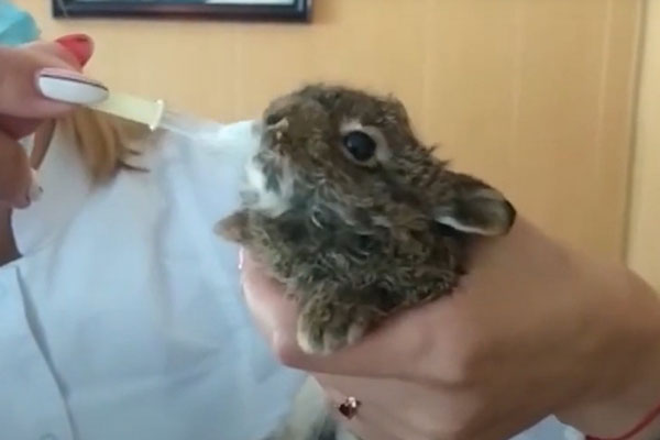 В Уфе водитель грузовика нашёл под колесом фуры маленького зайца | В Уфе дальнобойщик спас зайчонка из-под колес своей фуры В Уфе водитель грузовика нашёл под колесом фуры маленького зайца | В Уфе дальнобойщик спас зайчонка из-под колес своей фуры