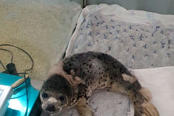 В реабилитационном центре рассказали о спасении щенка тюленя на мысе Тобизина | Туристы спасли маленького тюленя на мысе Тобизина в Приморье В реабилитационном центре рассказали о спасении щенка тюленя на мысе Тобизина | Туристы спасли маленького тюленя на мысе Тобизина в Приморье