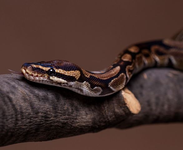 В Индии мужчина искусал ядовитую змею, которая нарушила его сон дерзким нападением