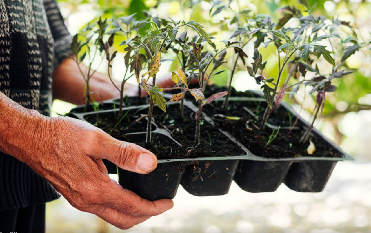 Сделаете это с помидорами в марте — останетесь без урожая: ошибка, которую допускают почти все Сделаете это с помидорами в марте — останетесь без урожая: ошибка, которую допускают почти все
