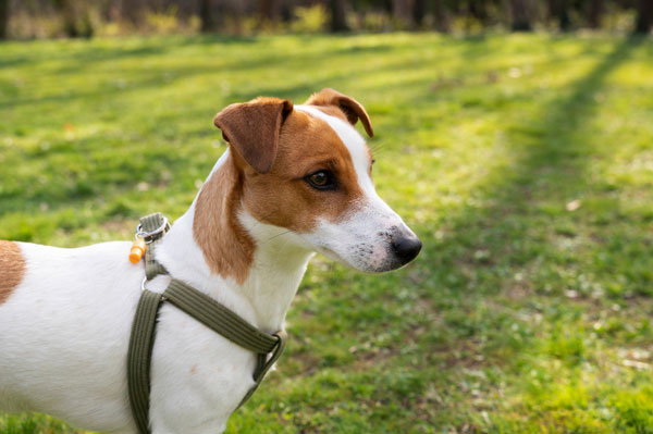 Животные стали невыездными. Ветклиники в России столкнулись с нехваткой прививок для кошек и собак | В России возник дефицит вакцин для домашних животных Животные стали невыездными. Ветклиники в России столкнулись с нехваткой прививок для кошек и собак | В России возник дефицит вакцин для домашних животных