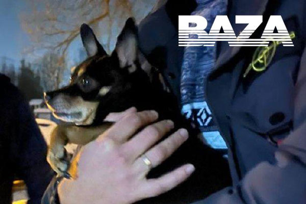 Спасенный той-терьер "Толстенький" Арчи скоро вернется к своему хозяину Спасенный той-терьер "Толстенький" Арчи скоро вернется к своему хозяину