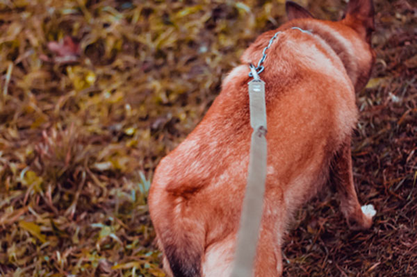 Депутат Госдумы заявил, что владельцам собак стоит пройти кинологические курсы