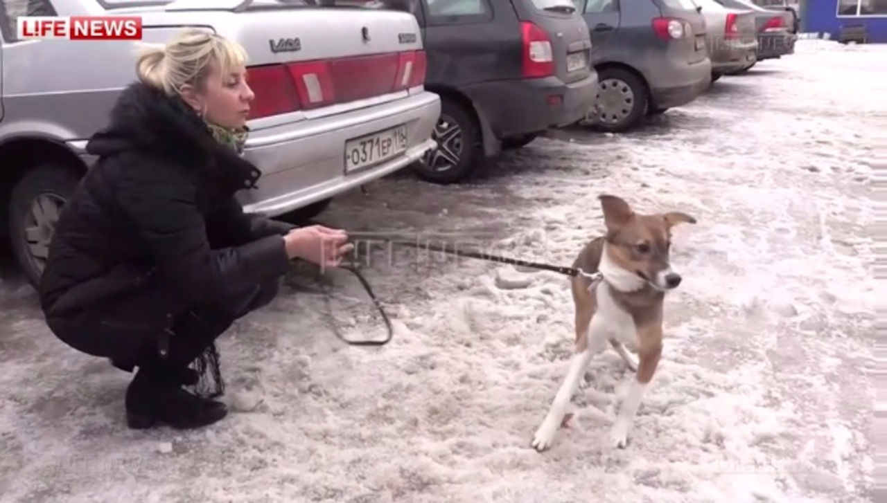 В Казани собаке провели операцию по смене пола В Казани собаке провели операцию по смене пола
