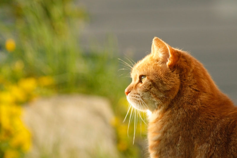 «О чём думает ваш кот?» — разработана система, которая переводит нейросигналы животных | В Чили разработали устройство для распознавания эмоций кошек «О чём думает ваш кот?» — разработана система, которая переводит нейросигналы животных | В Чили разработали устройство для распознавания эмоций кошек