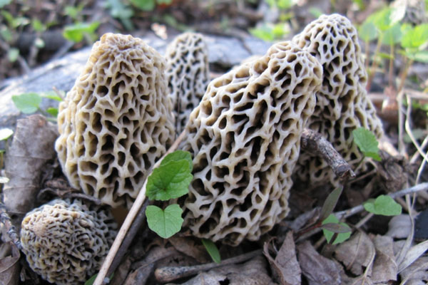 Жители Псковской области сообщили о появлении первых грибов в лесах | Из-за аномального тепла в псковских лесах вылезли первые грибы Жители Псковской области сообщили о появлении первых грибов в лесах | Из-за аномального тепла в псковских лесах вылезли первые грибы