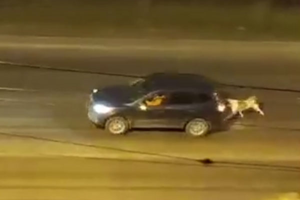 Жительница Красноярска привязала алабая к машине и заставила его бежать | В Красноярске проверят хозяйку алабая, которая привязала его к авто и поехала Жительница Красноярска привязала алабая к машине и заставила его бежать | В Красноярске проверят хозяйку алабая, которая привязала его к авто и поехала