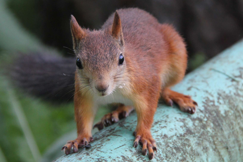 Не было бы счастья… Кризис «загнал» людей в ботанический сад! Не было бы счастья… Кризис «загнал» людей в ботанический сад!
