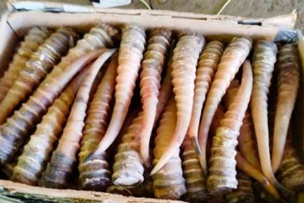 «Не знал о рогах?» - В Хабаровске таможня задержала контрабандиста с рогами сайгака | Контрабанда рогов сайгака в Хабаровске: уголовное дело против водителя автобуса «Не знал о рогах?» - В Хабаровске таможня задержала контрабандиста с рогами сайгака | Контрабанда рогов сайгака в Хабаровске: уголовное дело против водителя автобуса