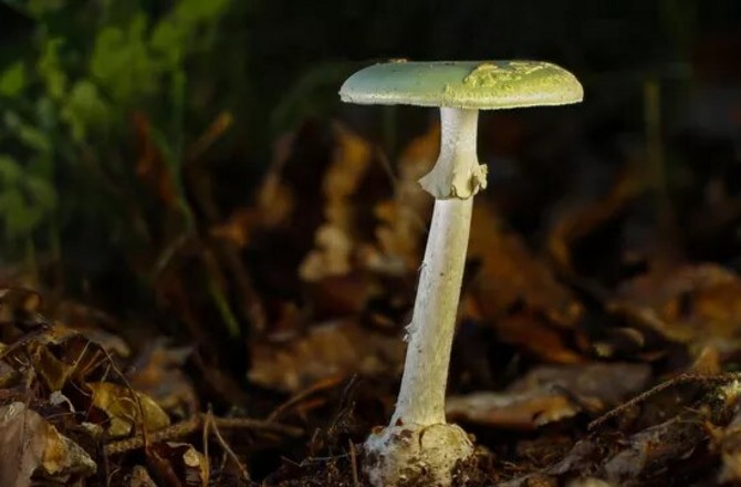Петербургская студентка от голода съела бледную поганку в лесу и умерла Петербургская студентка от голода съела бледную поганку в лесу и умерла
