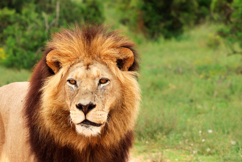 Злоумышленник попытался отравить хищников в Московском зоопарке | Неизвестный разбросал таблетки в вольерах Московского зоопарка Злоумышленник попытался отравить хищников в Московском зоопарке | Неизвестный разбросал таблетки в вольерах Московского зоопарка