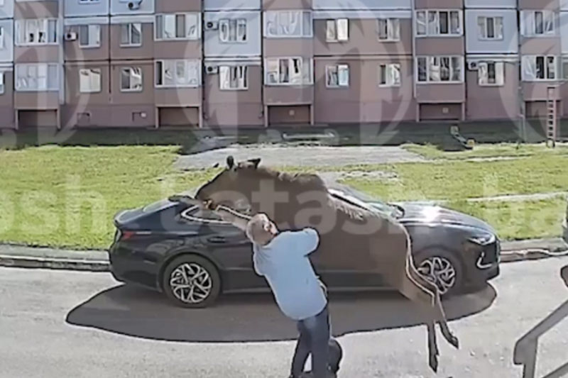 В Салавате лосёнок сбил женщину с ног в одном из дворов и убежал в лес | В Башкирии лосёнок сбил женщину с ног и убежал в лес В Салавате лосёнок сбил женщину с ног в одном из дворов и убежал в лес | В Башкирии лосёнок сбил женщину с ног и убежал в лес