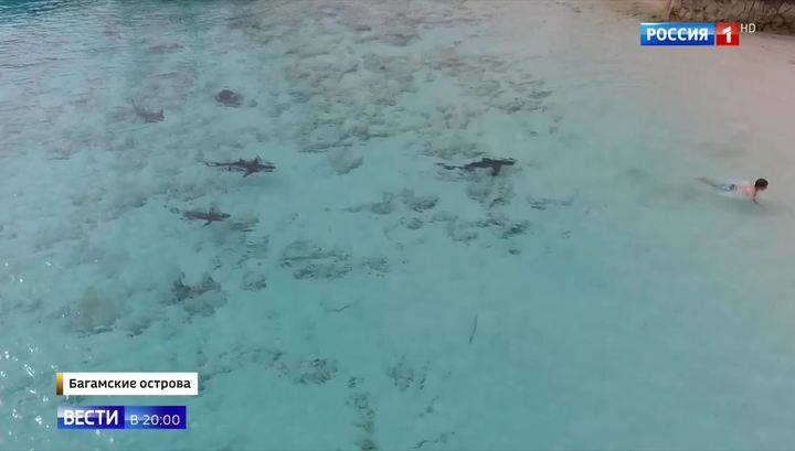 На Багамах россиянин спас ребенка от акул На Багамах россиянин спас ребенка от акул