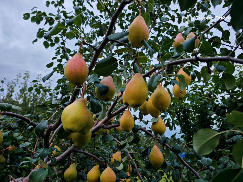 Как выбрать саженцы плодовых без разочарований: гид для садоводов Как выбрать саженцы плодовых без разочарований: гид для садоводов