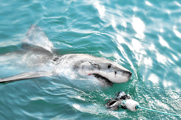 Во Флориде тупорылая акула набросилась на мужчину на глазах у его детей | Акула напала на мужчину на глазах у его детей Во Флориде тупорылая акула набросилась на мужчину на глазах у его детей | Акула напала на мужчину на глазах у его детей