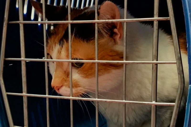 В Калифорнии кошку усыпили из-за заражения птичьим гриппом после корма RAWR | Птичий грипп H5N1 обнаружен в корме RAWR для кошек в США