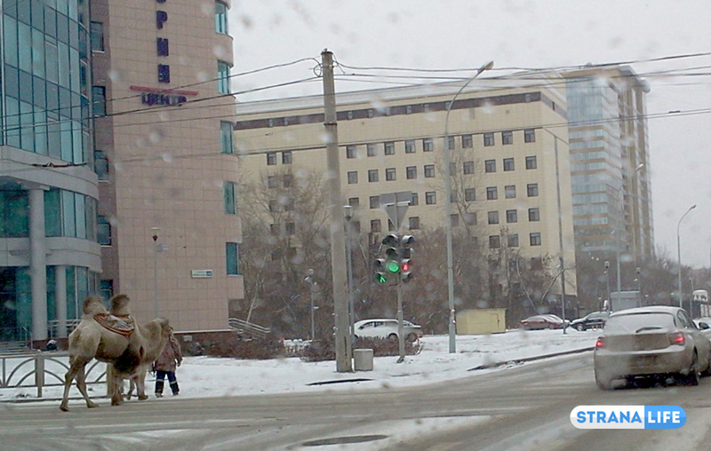 «Корабль пустыни» в снег и мороз «проплыл» по центру Екатеринбурга «Корабль пустыни» в снег и мороз «проплыл» по центру Екатеринбурга