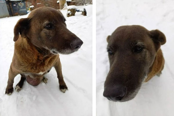 Опухоль размером с дыню: в Калининграде собирают средства на операцию собаке, которая годами терпела боль Опухоль размером с дыню: в Калининграде собирают средства на операцию собаке, которая годами терпела боль