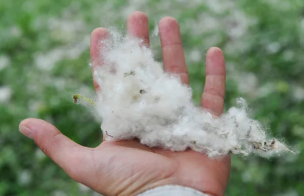 Эксперты предсказали исчезновение тополиного пуха в Москве в ближайшие 10 лет   | Тополиный пух может исчезнуть из московских дворов