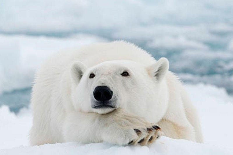 «Заглядывает в окна домов»: медведь поселился в селе Якутии и не хочет уходить. Видео | В селе Якутии просят транспортировать белого медведя из поселения в заповедник