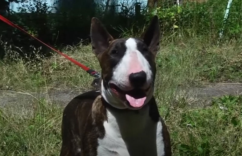 Собака прокусила артерию новгородскому пенсионеру | Соседская собака прокусила артерию 67-летнему новгородскому дачнику Собака прокусила артерию новгородскому пенсионеру | Соседская собака прокусила артерию 67-летнему новгородскому дачнику