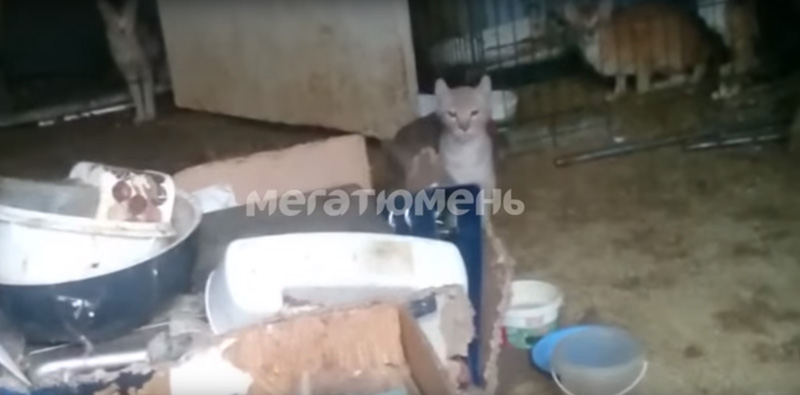 ШОК! В Тюмени обнаружили квартиру, где кошки едят друг друга. ВИДЕО