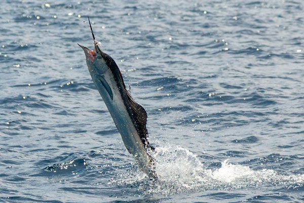 Рыба побила метеоролога во время записи видео о шторме в Норвегии