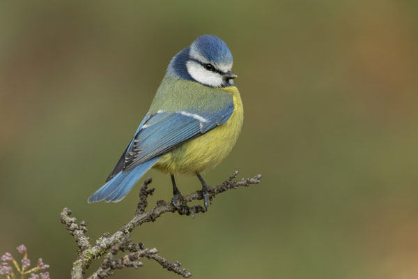 Замминистра объяснил, почему обматерил волонтеров, спасающих птиц в Анапе | Замминистра Урайкин извинился за скандал в волонтерском центре Замминистра объяснил, почему обматерил волонтеров, спасающих птиц в Анапе | Замминистра Урайкин извинился за скандал в волонтерском центре