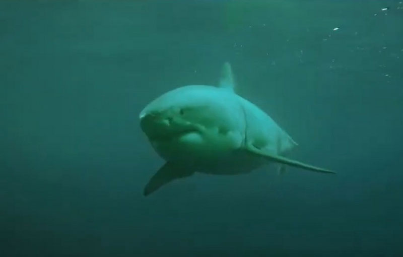 В Австралии акула-мако стащила рыбака за борт во время соревнований — мужчина погиб | Акула утащила рыбака за борт: трагедия на чемпионате в Австралии