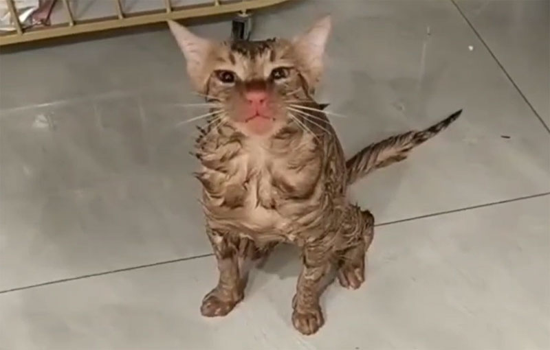 В Китае женщина случайно постирала кота в стиральной машине. Видео | Кот пережил стирку в машине и отделался лёгкими травмами В Китае женщина случайно постирала кота в стиральной машине. Видео | Кот пережил стирку в машине и отделался лёгкими травмами