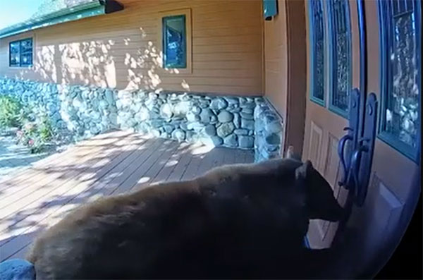 В Калифорнии медведица с детенышем залезли в дом и обчистили холодильник | Медведица с детенышем обчистили холодильник в доме в Калифорнии В Калифорнии медведица с детенышем залезли в дом и обчистили холодильник | Медведица с детенышем обчистили холодильник в доме в Калифорнии