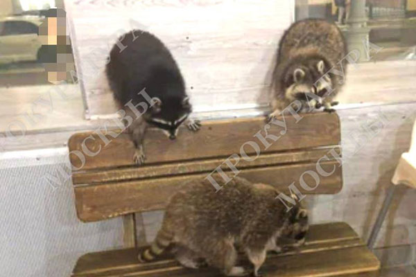 В Москве енот напал на 16-летнюю девочку в антикафе с животными В Москве енот напал на 16-летнюю девочку в антикафе с животными