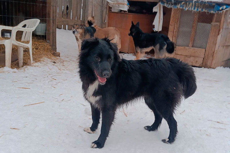 Ветеринар ответил на идею депутата варить мыло из бездомных собак | Ветеринар Шеляков не поддержал идею депутата Цеда делать мыло из бездомных собак Ветеринар ответил на идею депутата варить мыло из бездомных собак | Ветеринар Шеляков не поддержал идею депутата Цеда делать мыло из бездомных собак