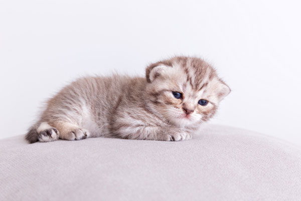 Мать приказала детям закопать заживо котёнка в Подмосковье | В Видном спасли котёнка, которого дети пытались закопать заживо по приказу мамы Мать приказала детям закопать заживо котёнка в Подмосковье | В Видном спасли котёнка, которого дети пытались закопать заживо по приказу мамы