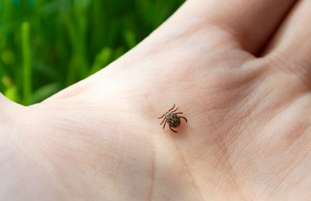 Укусы клещей бьют рекорды: статистика Роспотребнадзора | Роспотребнадзор: в России от клещей пострадали 309,5 тысяч человек Укусы клещей бьют рекорды: статистика Роспотребнадзора | Роспотребнадзор: в России от клещей пострадали 309,5 тысяч человек