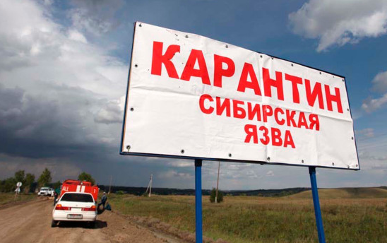 В Минздраве заявили о локализации очагов сибирской язвы в России В Минздраве заявили о локализации очагов сибирской язвы в России