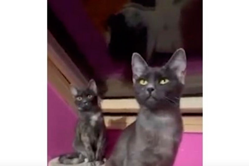 Обнаруженные в Румынии кошки новой породы похожи на волков | Stiri.md: похожих на волков кошек обнаружили в Румынии