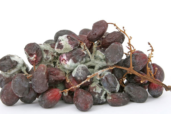 Удар по всему организму: врач рассказала об опасности плесени на продуктах | Врач Помойнецкая: плесень на продуктах вредит печени и лёгким Удар по всему организму: врач рассказала об опасности плесени на продуктах | Врач Помойнецкая: плесень на продуктах вредит печени и лёгким