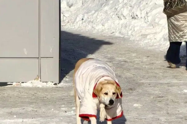Сургутчане сделали звездой бездомную собаку, наряжая ее в морозы Сургутчане сделали звездой бездомную собаку, наряжая ее в морозы