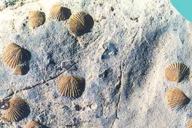 Ученые нашли самых древних в мире паразитов Ученые нашли самых древних в мире паразитов