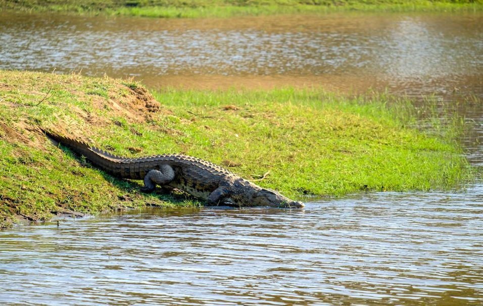 Из-за засухи на озере Камнарок в Кении погибло около 10 тысяч крокодилов
