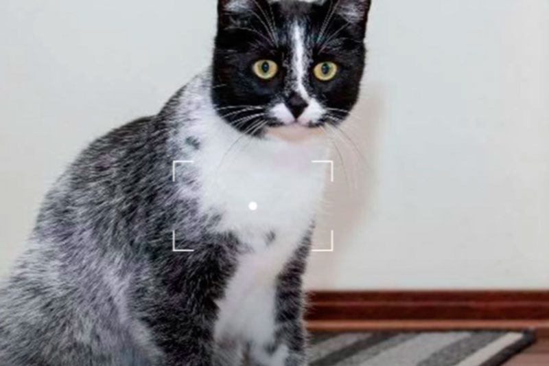 Генетическая загадка: ученые раскрыли секрет лакричных кошек в Финляндии | Открытие в мире кошачьих: гены формируют уникальный окрас шерсти Генетическая загадка: ученые раскрыли секрет лакричных кошек в Финляндии | Открытие в мире кошачьих: гены формируют уникальный окрас шерсти