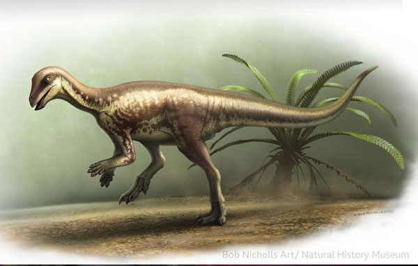 Ученые нашли новый вид динозавра: он был размером с лабрадора и жил на территории США | Британские ученые открывают новый вид динозавра: «таинственный бегун» размером с лабрадора Ученые нашли новый вид динозавра: он был размером с лабрадора и жил на территории США | Британские ученые открывают новый вид динозавра: «таинственный бегун» размером с лабрадора